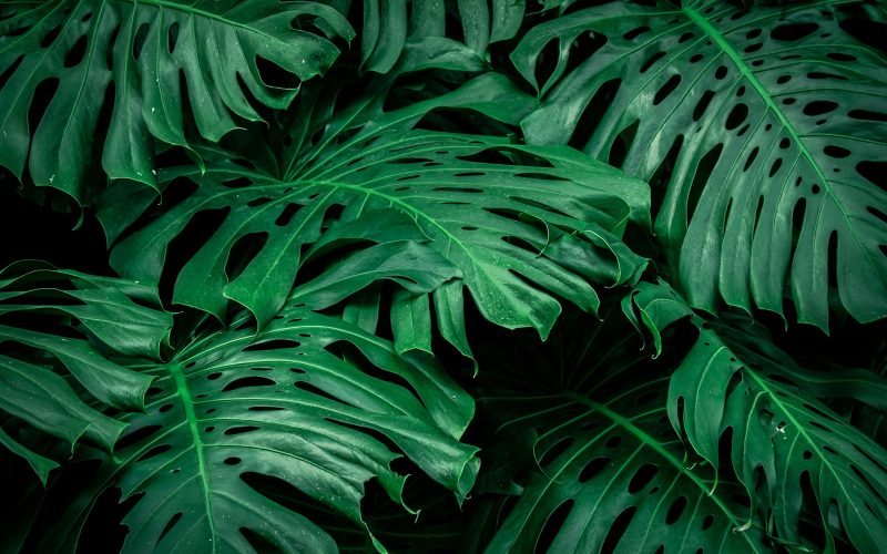 a close up of a large green leafy plant