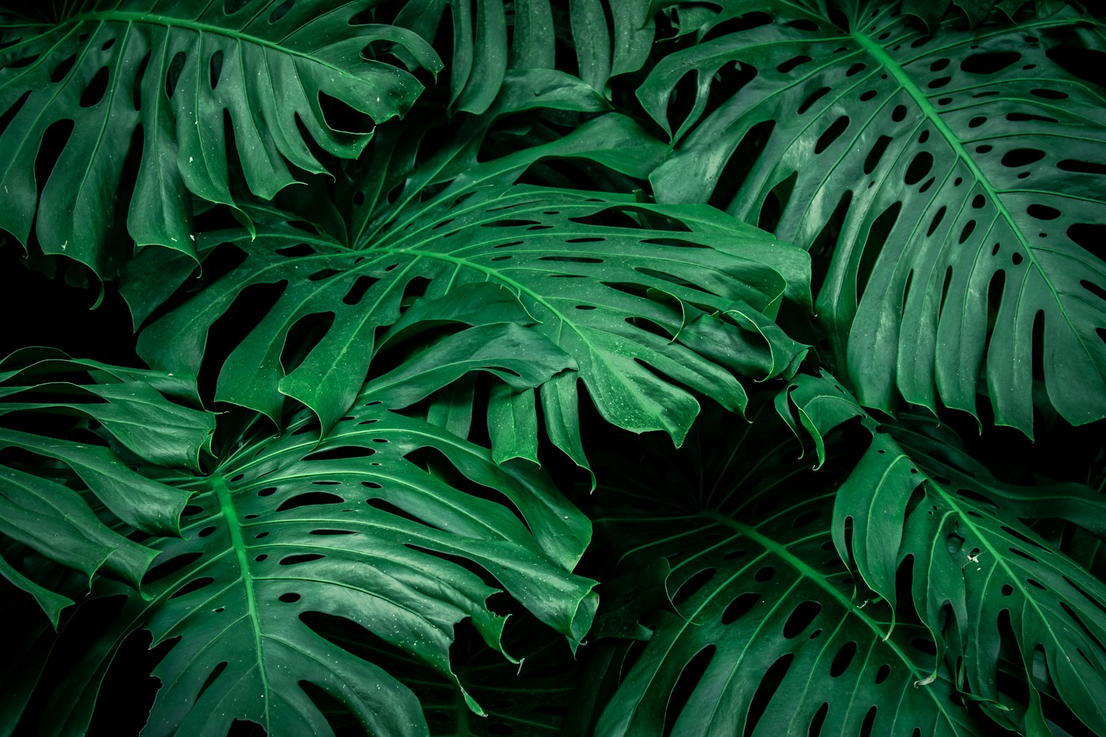 a close up of a large green leafy plant