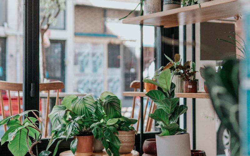 green potted plants on brown wooden seat