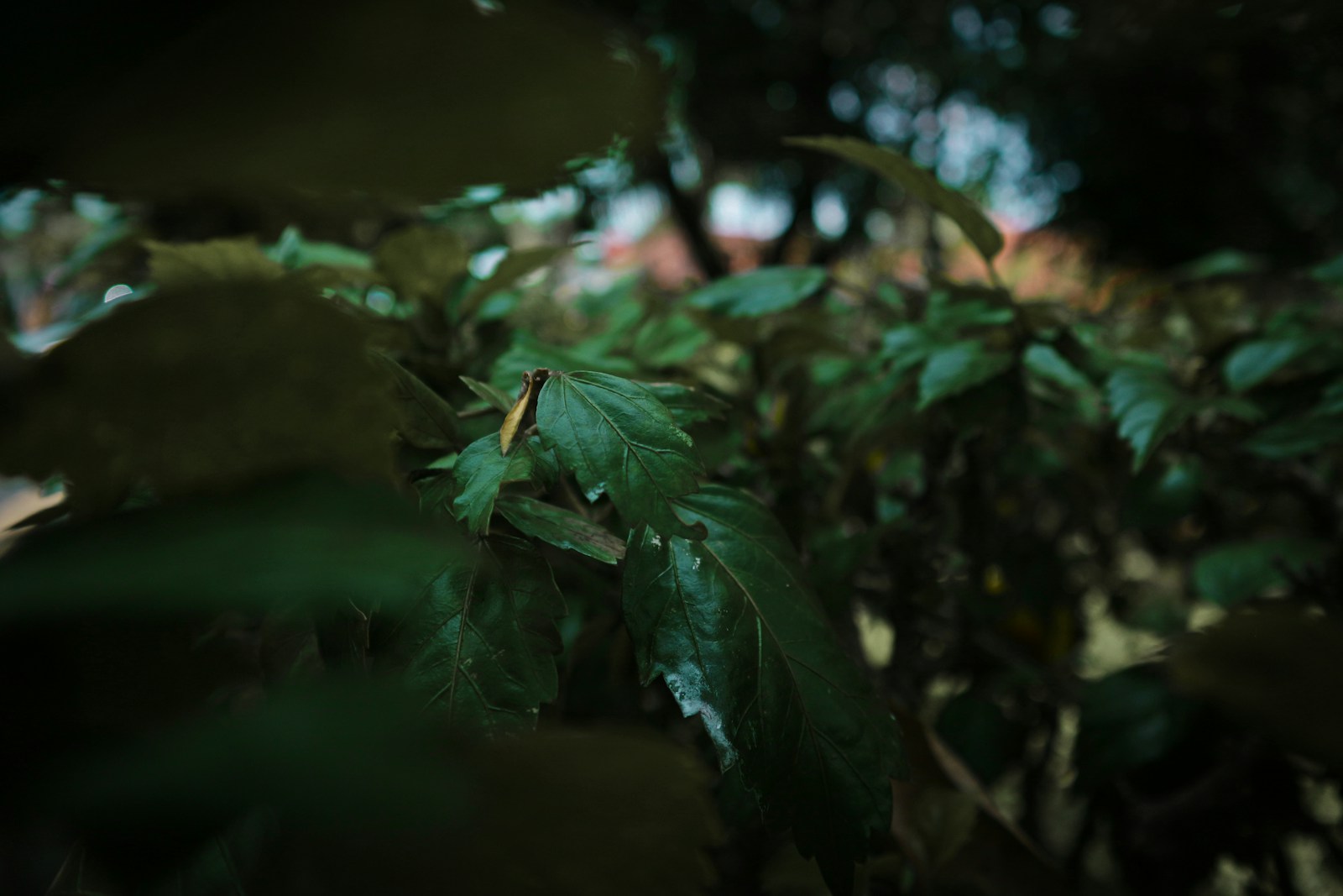 a close up of leaves on a tree